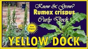 curly dock rumex crispus