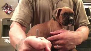 Giving A Puppy His First Vaccinations