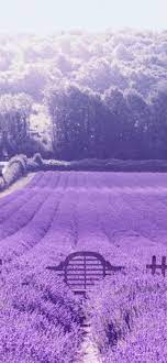 aesthetic lavender wallpaper light
