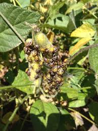 scout soybeans for stink bugs and