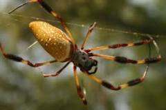 How do you get rid of a banana spider?