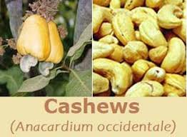 8 wonderful cashew nut nutrition facts