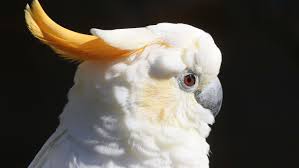 Find cockatoo in birds for rehoming | find birds locally for sale or adoption in canada : Citron Crested Cockatoo Full Profile History And Care