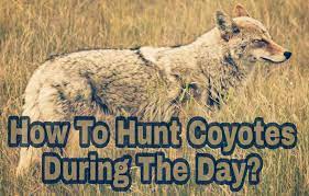 how to hunt coyotes during the day