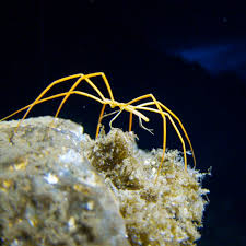 Antarctic Sea Spider Gets Oxygen