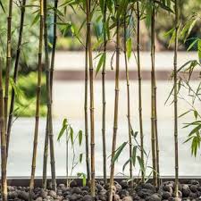 growing bamboo