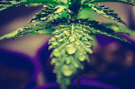 marihuana can weed and citru hd 4k