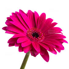 pink flower png free photo