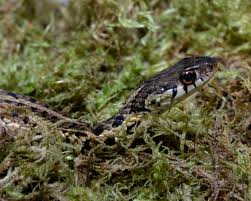 Get the kind that shoots 40 feet and soak them down good. Virginia Living Museum Identifying Common Snakes