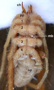 The dock spider, otherwise known as wolf spider, is every sailor and cottage goers worst average size: Camel Spider Solifugae Galeodes Sp In Ventral View Prosomal Region Download Scientific Diagram