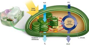 Photosynthesis Mcgraw Hill S