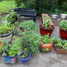 Growing Food In Pots For Decks Patios