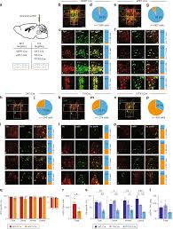 Characterization Of Transgenic Mouse Models Targeting