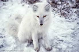 Arctic Fox Facts Information For Kids