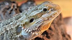 It is most often spread from animals to people through the food supply. Salmonella Outbreak Linked To Pet Hedgehogs Bearded Dragons