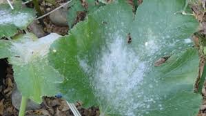 simple steps to prevent powdery mildew