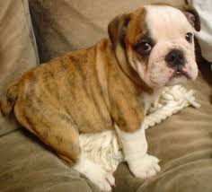 English bulldog puppies require some additional cleaning maintenance to their faces and more specifically their wrinkles. 40 Great Names For English Bulldogs Pethelpful