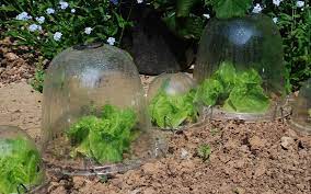 Protect Plants In Winter Cloches Cold