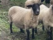❤ schaf schaf Kleinanzeigen (Schafe) kaufen & verkaufen bei ...