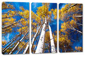aspen trees and blue skies canvas print