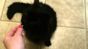 Yes, cats can eat strawberries in small amounts. Cat Eats Wasabi Youtube