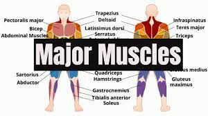 Continue scrolling to read more below. Major Muscles Of The Human Body Youtube