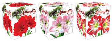 amaryllis ortment case pack degroot