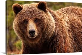 Grizzly Bear Yukon Canada Large Solid Faced Canvas Wall Art Print Great Big Canvas