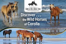 Corolla wild horse tours generally last two hours, and explore the northern outer banks beaches from the outskirts of corolla all the way to the virginia state line located on the very edge of the currituck beaches. Corolla Wild Horse Fund Outerbanks Com