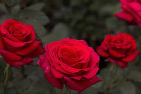 royalty free photo three red rose