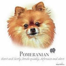 Details About Pomeranian Robinson Pick Your Size T Shirt Youth Small 6 X Large