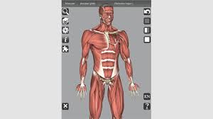 Begins with the structural characteristics of bones and muscle mass. Get 3d Bones And Organs Anatomy Microsoft Store