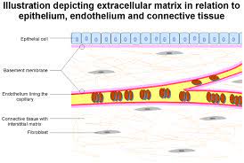 Basement Membrane Wikipedia