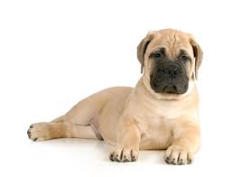 Best Dog Food For A Mastiff Puppies Adults Senior Dogs