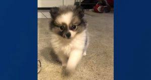 To learn more about each adoptable dog, click on the i icon for some fast facts, or click on their name or photo for full details. Stolen Puppy Sold On Craigslist Prompts Search By Santa Clarita Online Community