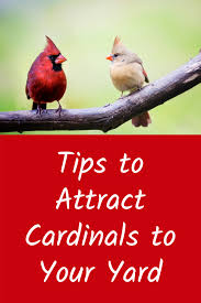 attract cardinals to your yard books