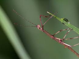 keeping stick insects as pets petful