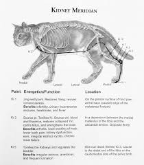 Acu Cat A Guide To Feline Acupressure Book Review