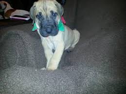 Great dane litter of 10 puppies for sale near lafayette, indiana, usa. Akc Pure Fawn Great Dane Puppies Champion Bloodlines For Sale In Indianapolis Indiana Classified Americanlisted Com