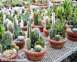 Clay Cactus Succulent Gardens