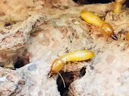 termite inspection scams be aware of