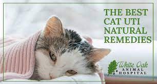 what s the best cat uti natural remedy