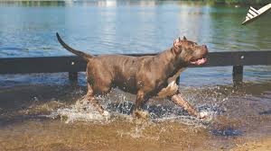 pitbull dog training step by step