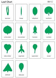 Botany Leaf Cabinet Control Chart Laminated