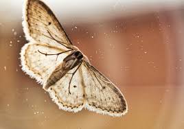 brown house moths pest uk