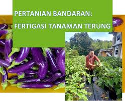 Urban Agriculture Eggplant Fertigation