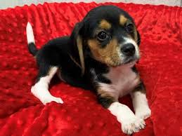 beagle puppies breed info petland