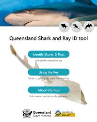 Queensland Shark And Ray Id Tool Lucidcentral