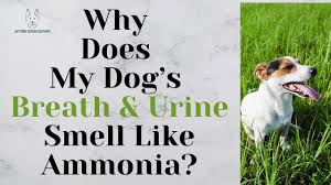 breath and urine smell like ammonia