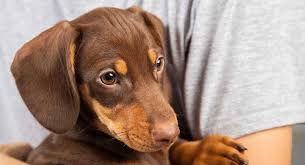 Dachshund puppies are most commonly found with smooth short coats, but they do also come in wire and from a light cream to a dark rich red, chocolate, or black. Dachshund Colors And Markings Explore The Range Of Patterns And Shades The Happy Puppy Site